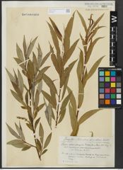 Foto von Salix alba L. x Salix fragilis L.
